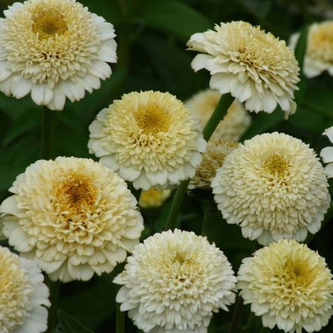 Zinnia e. Zinderella White, циния Циндарела бяла - (211)